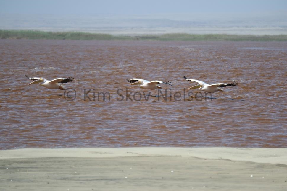 Kunene river pelicans Kunene river pelicans